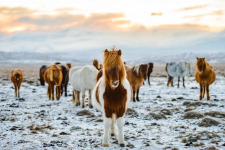 What Makes The Icelandic Horse So Incredible?